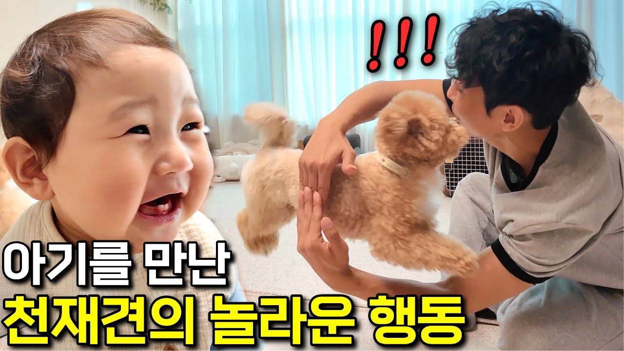 말도 안돼.. 믿었던 천재견 토리가 보인 뜻밖의 행동 