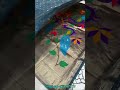 Soft Organza silk saree Paithani Style woven Butti motifs rich contrast pallu peacock &amp;floral motifs