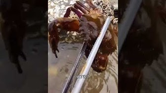 倒放 Youtube