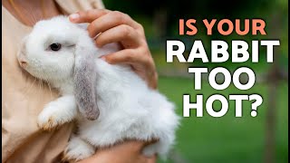 🐰 8 Signs Your Rabbit Is Overheating ⚠️ (HEATSTROKE WARNING Every Owner Must Know)