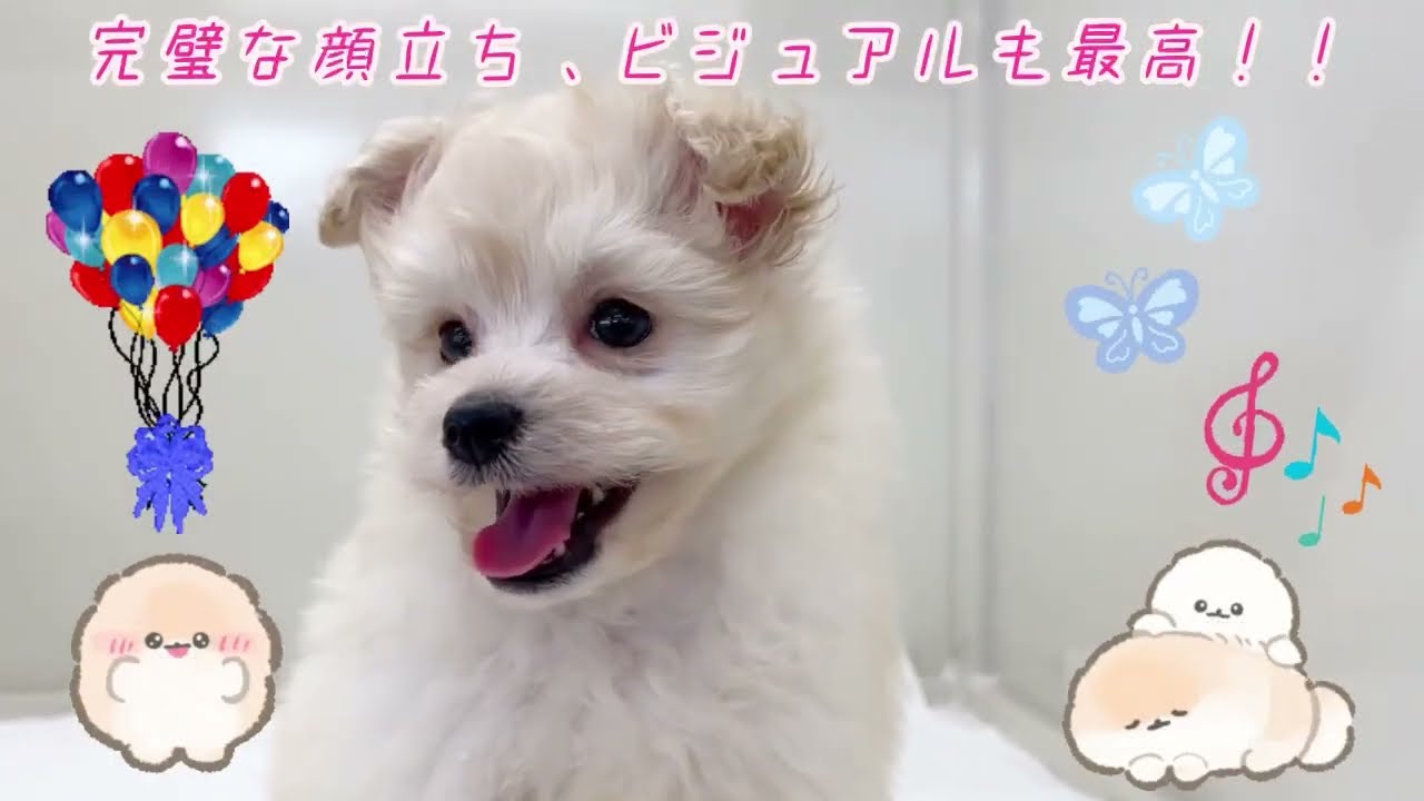 価格の安いMIX犬（父：ポメラニアン母：トイプードル）♂ 激カワ動画