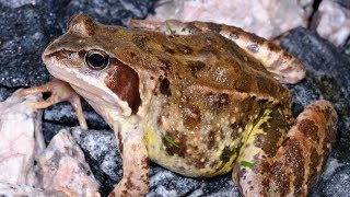 Wood frog survives freezing | CCTV English