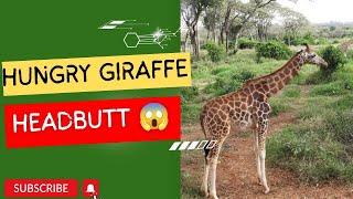 What does a giraffe headbutt look like🤔😱🦒