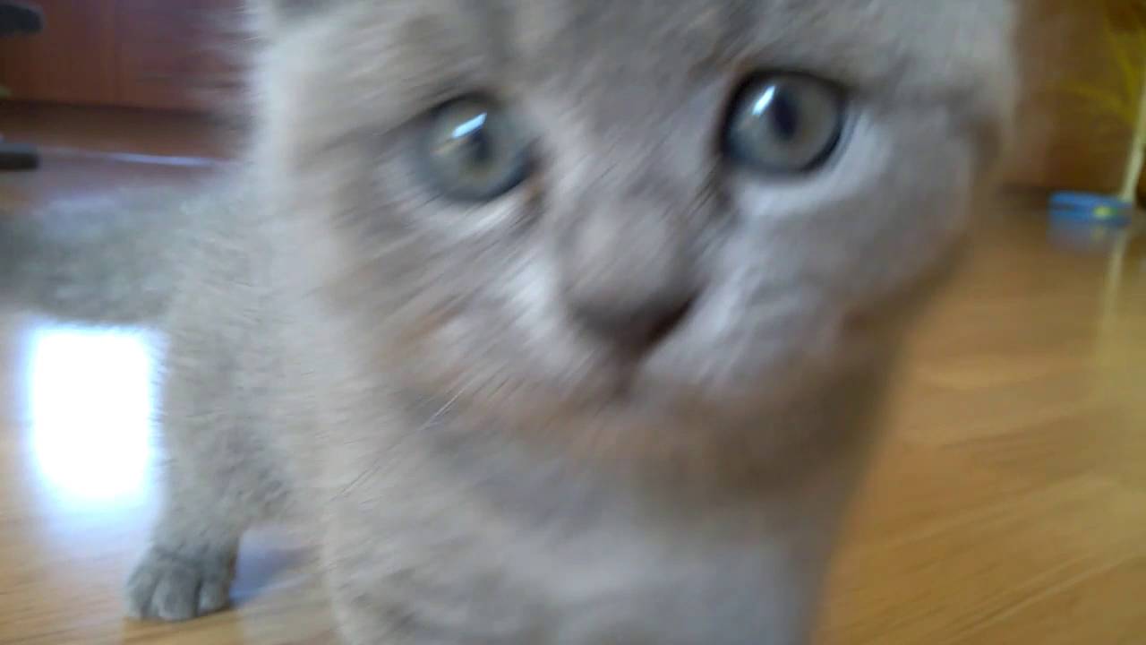 Mały Kociak Brytyjski Niebieski Youtube