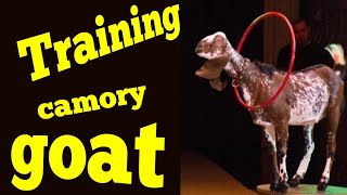 Дрессированный козлик камори/Trained goat kamori/