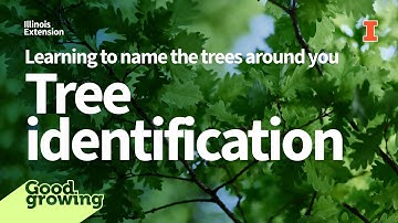 Tree identification: Learning to name the trees around you | #GoodGrowing