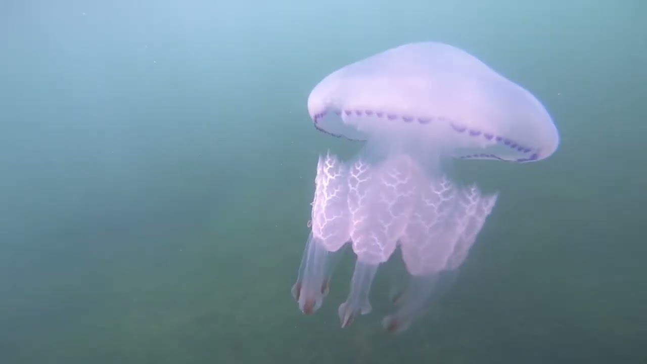 Curso NASAR/ BUCEADOR ELEMENTAL Armada LXVI (Aletear Hasta Morir)