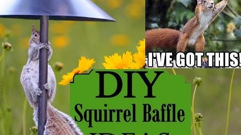 DIY Squirrel Baffle Ideas