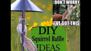DIY Squirrel Baffle Ideas