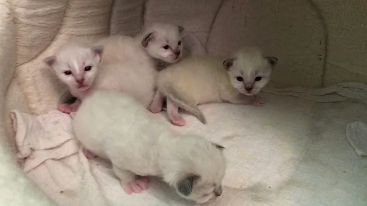 Video 11849751: litter