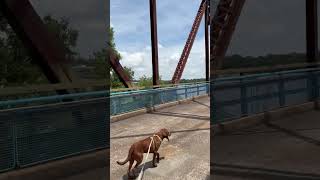 The Bridge that Bends: Walking Route 66 Over the Mississippi