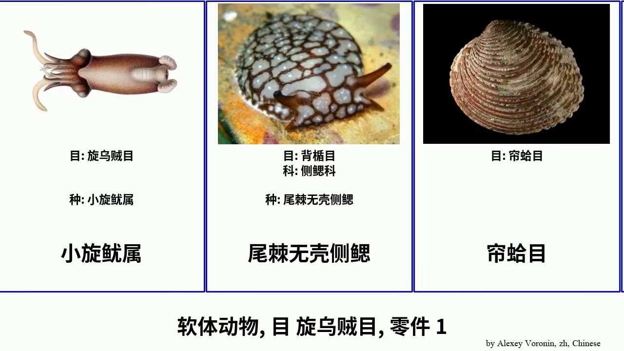 软体动物, 目 旋乌贼目, 零件 1 mollusca 尾棘无壳侧鳃 櫛鰭魷科 开放新拟钉螺 心蛤目 擬箭石 侧鳃科 傘螺目 棱菊石目 海若螺科 曲线螺总科 帘蛤目 側鰓目 栉锉蛤属 海神石目