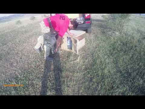 ძაღლის ჩაკეტვის  ტუტორიალი, მწყერზე ნადირობა Dog lock tutorial