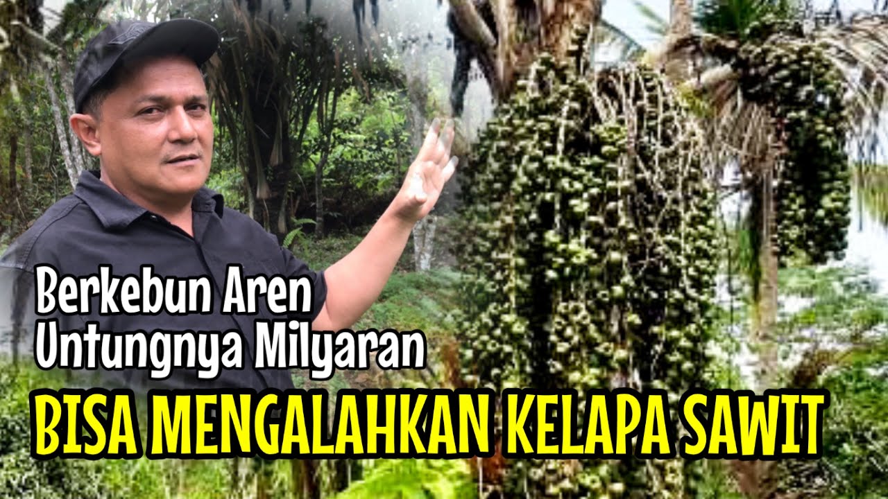 BERKEBUN AREN Untungnya Milyaran, Bisa Mengalahkan Kelapa Sawit??