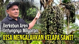 BERKEBUN AREN Untungnya Milyaran, Bisa Mengalahkan Kelapa Sawit??