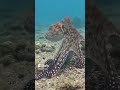 Great dive Standing Octopus  🐙#scuba #trendingshorts #fish #marinelife #suscribe #adventuretime