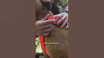 Web Master Harness 🤝 Neck buckle