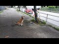 スバル360 レッカー待機　愛犬
