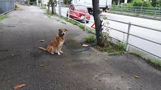 スバル360 レッカー待機　愛犬