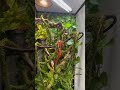 Custom Panther Chameleon Enclosure