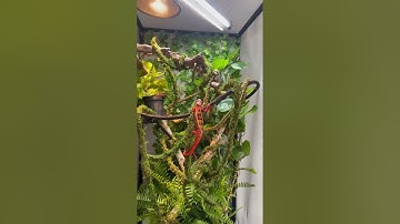 Custom Panther Chameleon Enclosure