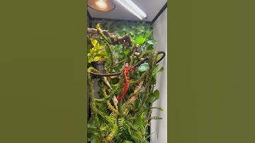 Custom Panther Chameleon Enclosure