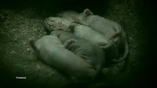 Sabertoothed Rat is Something Out of a Nightmare