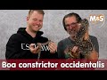  boa constrictor occidentalis ein essentieller leitfaden fr zchter und liebhaber 