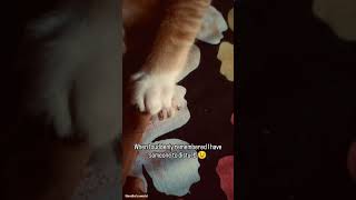 #trendingshorts #cat #catsofinstagram #viral #shortsviral #subscribe #happy #love #cute #viral