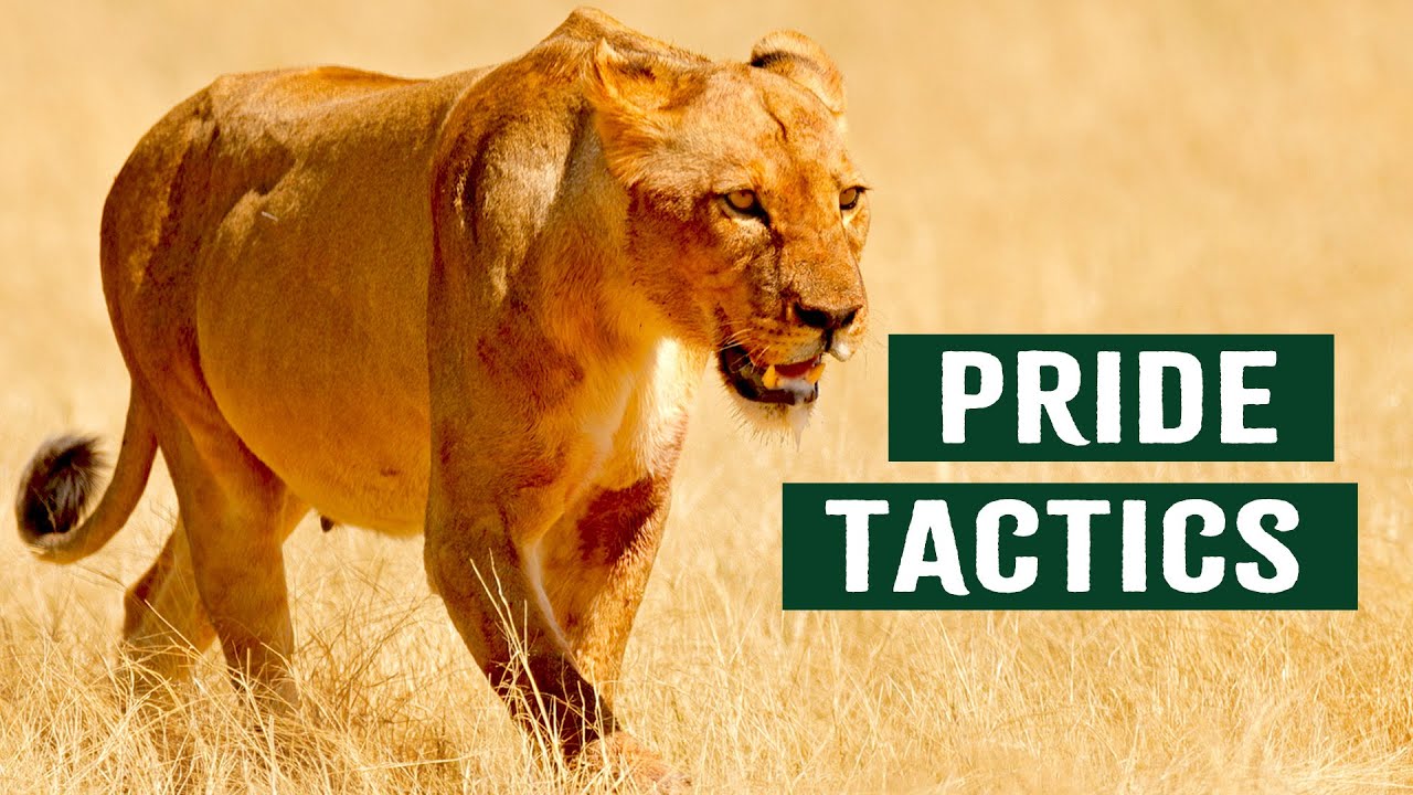 Борьба прайда Омбика за выживание