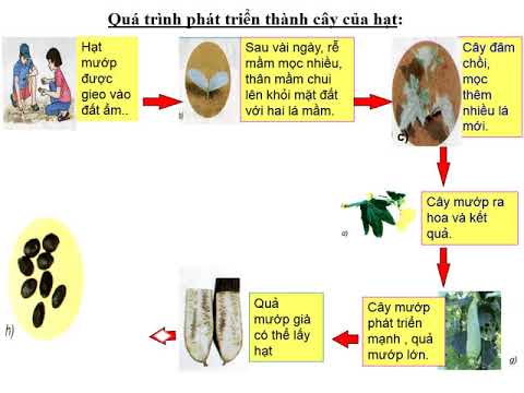Tuần 27 - lớp 5 - khoa học: cây con mọc lên từ đâu?
