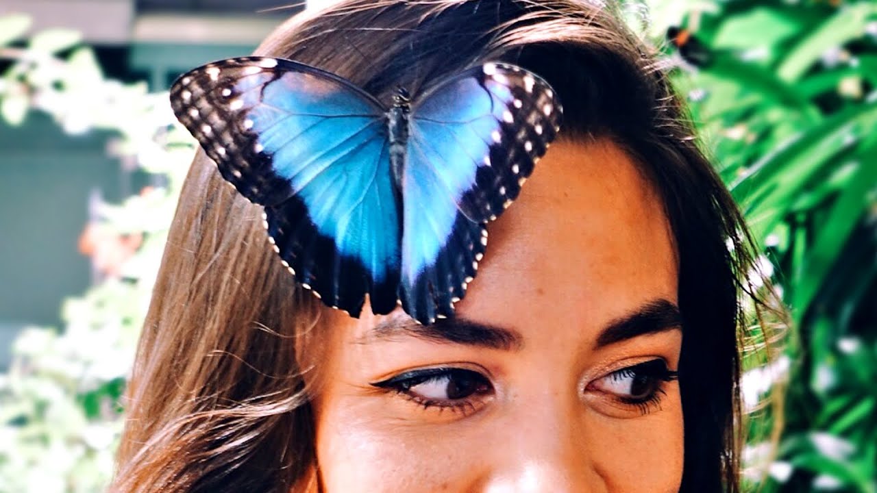 This Butterfly Landed On Her Face YouTube