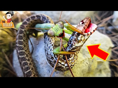 ทำไมงูถึงกลัวตั๊กแตนตำข้าว (ตั๊กแตน vs งู)