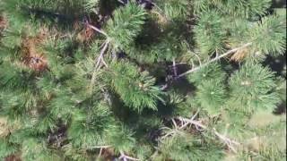 Dying Pine By The Peoria Main Post Office on State Street - Illinois Drones