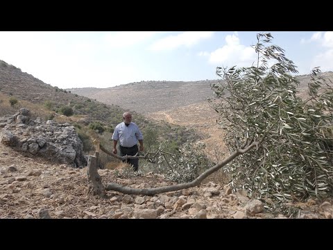 Israeli settlers cut down 300 olive trees in the village of al-Jab'ah, Hebron District, 15 Oct. 2020