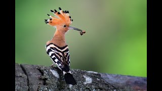 Hoopoe. The Hoopoe Bird And Everything About It