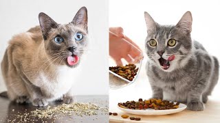 Dogs and Cats Reaction to Food - Funny Animal Reacion (2020)