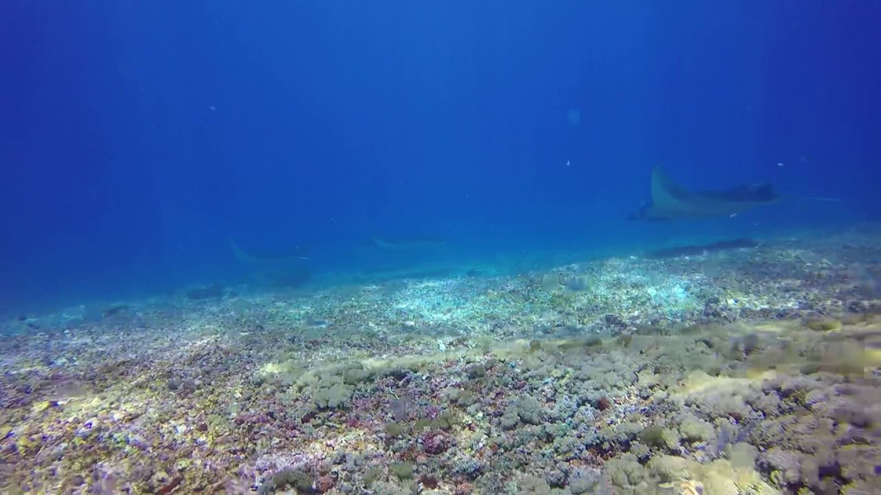Manta Ray train, Komodo, Indonesia