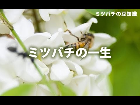 ミツバチの一生（字幕アリ）