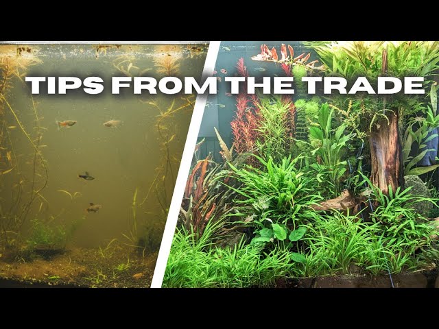 BUCEPHALANDRA CARE GUIDE | How to Plant, Grow & Propagate Buce