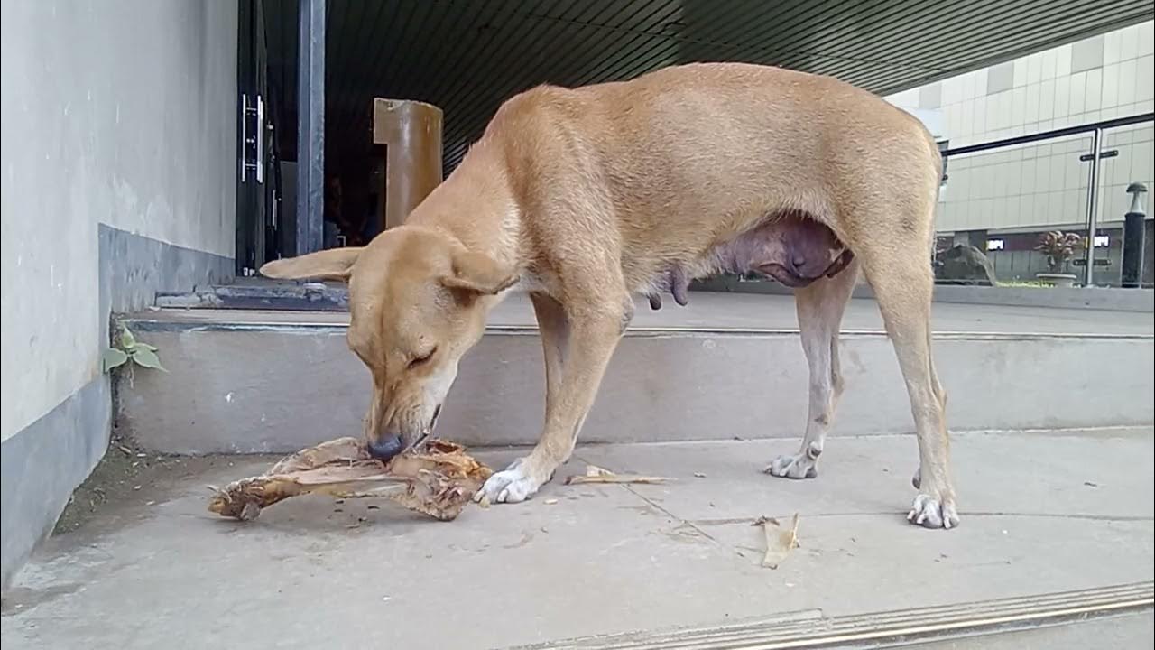 I CEBU 0 7 WEDNESDAY Morning U Long Ears Dog Waiting i-cebu-0-7-wednesday-morning-u-long-ears-dog-waiting
