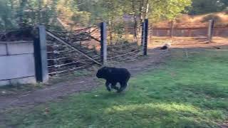 Muskox Calf Zoomies