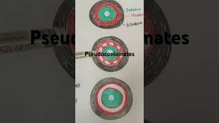 Coelom  Body Cavity  Acoelomates  Pseudocoelomates  Eucoelomates