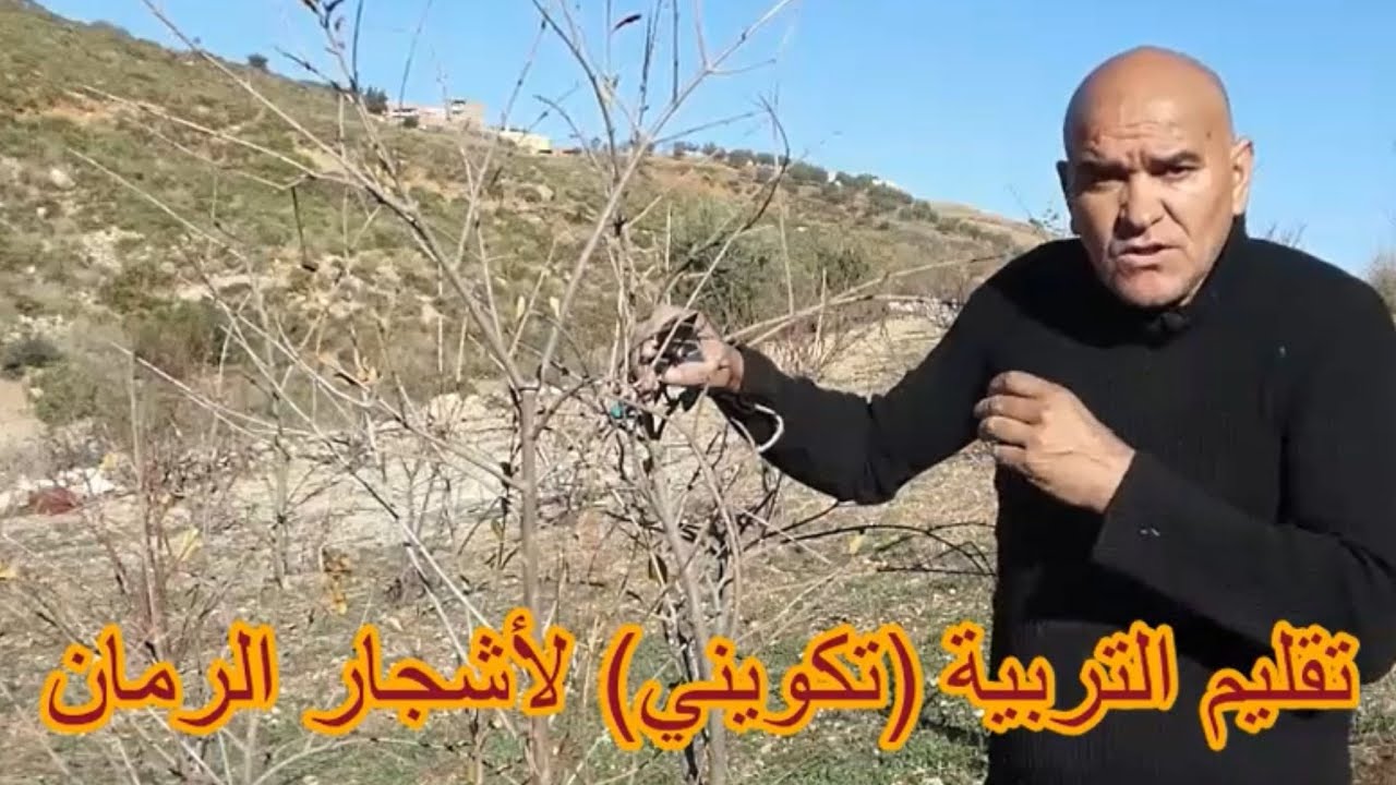 تقليم اشجار الرمان بدون أى خبرة مسبقة  وتعلم التقليم التكويني لتربية الشجرة تربية صحيحة .