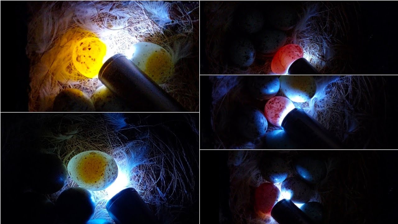 CARA MENGECEK TELUR KENARI ISI ATAU TIDAK SETELAH DIERAMI 11 HARI