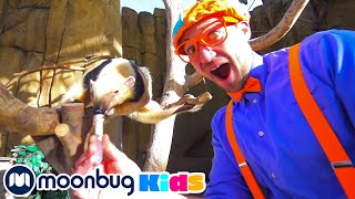 Blippi Explores a Zoo & Aquarium! | BEST OF @Blippi | Explore With Me!