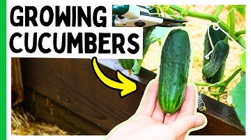 Grow AMAZING Cucumber Plants (Complete Guide)