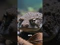 SURINAM TOAD #002 - WILD DEX