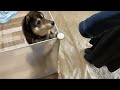 【豆柴】人懐っこい柴犬が知らない人を見たときの反応【喜びの舞:可愛すぎる】Shiba Inu that humans like