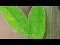 4k video on realme 6